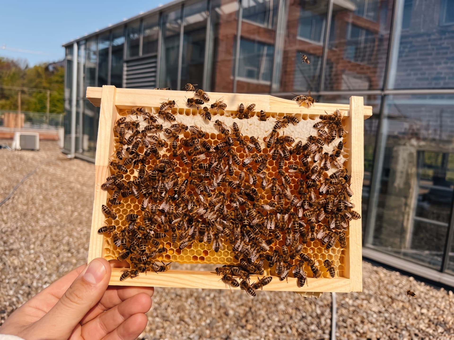 A honeycomb frame full of bees from the beehives on the rooftop of the MindWave office in Leuven